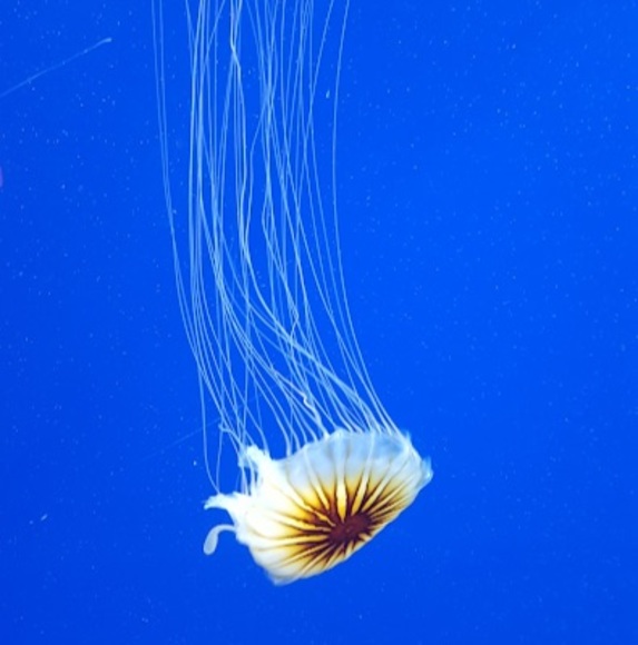 Meet your Posher, Elizabeth - Picture 1 of 1